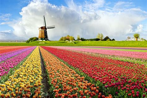 Tulip Flower Fields In Holland Windmill Flowers Nature Tulips