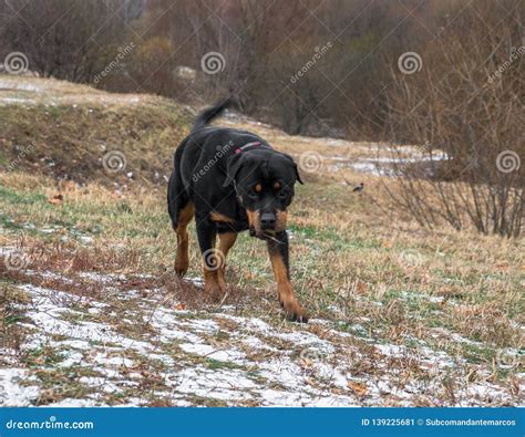 Big And Strong Dog Breed Rottweiler For A Walk In The City Park Stock