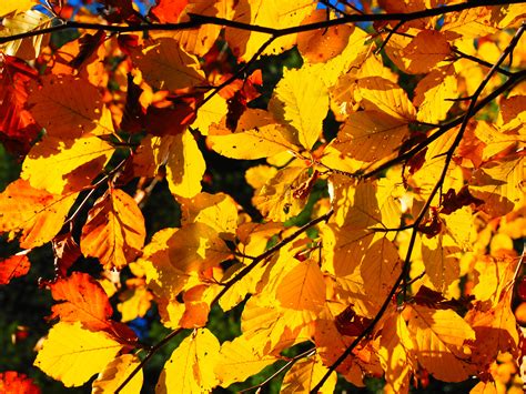 Free Images Branch Sunlight Colorful Season Maple Tree Maple