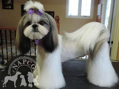 This is actually a variation of the puppy cut. Japanese style groom | Dog Grooming | Pinterest | Dog ...