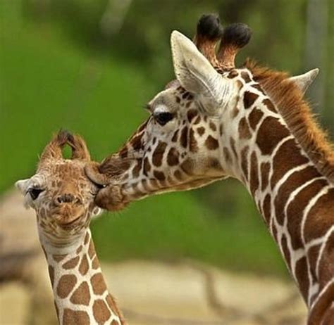 Funny And Cute Animals Kissing Photos Funny World