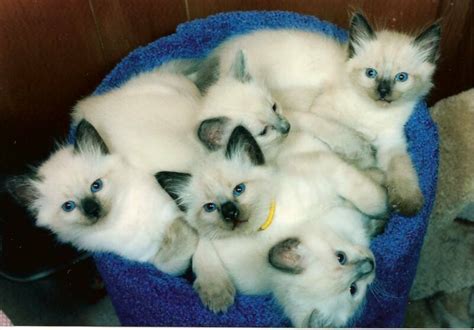 balinese kittens  sale adoption  edmonton alberta  adpostcom classifieds canada