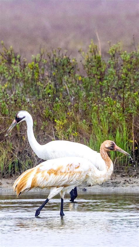 Whooping Cranes In Aransas National Wildlife Refuge On A Misty Foggy