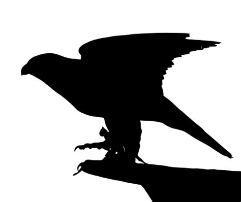 Svg Falcon Raptor Free Svg Image And Icon Svg Silh
