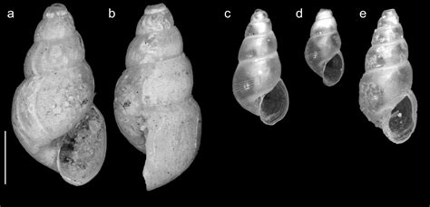 Redescription And Reassignment Of Ondina Semicingulata To The