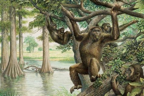 Researchers Find Link Between Apes In Africa And 10 Million Year Old