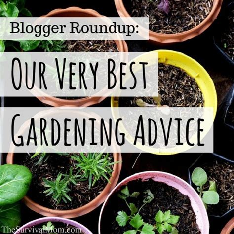 Many Potted Plants With The Words Blogger Roundup Our Very Best