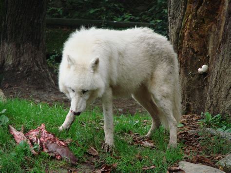 Free Images White Wildlife Wolf Eat Fauna Vertebrate Dog Like