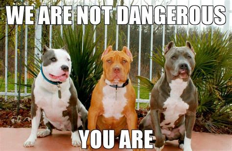 Pit Bulls Are Not Dangerous Its The Owner Not The Dog With Images