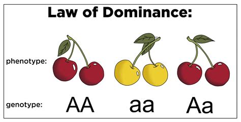 Law Of Dominance — Definition And Role Expii