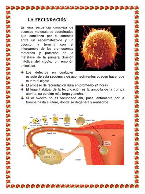 La Fecundación