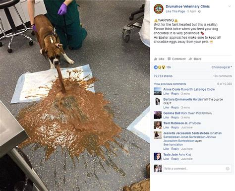 Drumahoe Vets Shares Dog Vomiting After Eating Chocolate Daily Mail