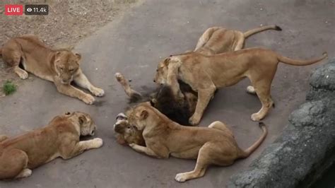 Female Lions Attacks Male Lion For Having An Affair Youtube