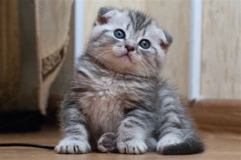 Видео scottish fold munchkin kitten канала fun with cat. Unusual Breeds: Scottish Fold