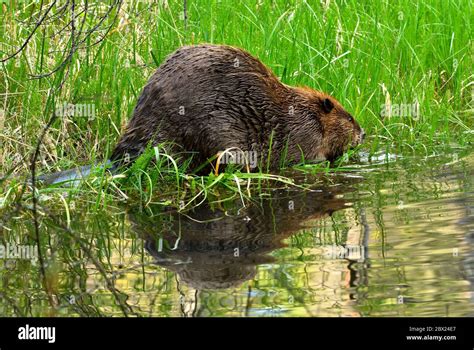 A Side View Of An Adult Canadian Beaver Castor Canadensis Eating