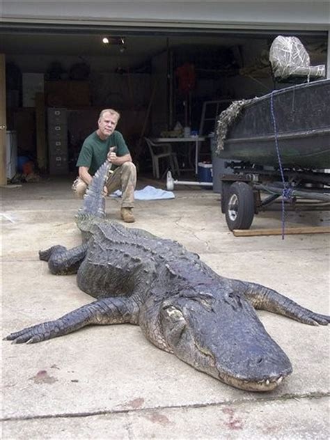 Florida Man Traps Record 14 Foot Plus Gator That Towed His Boat Around