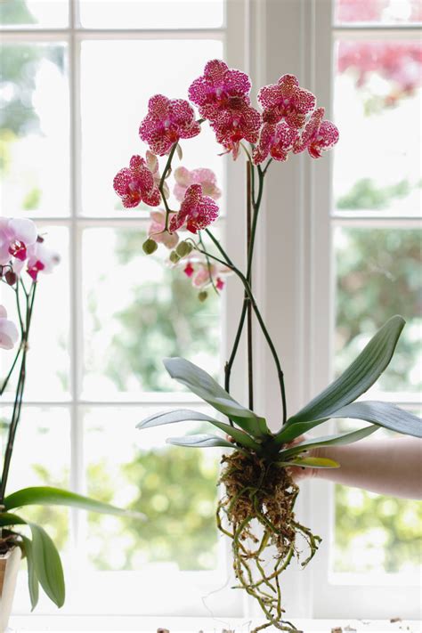 10 Things Nobody Tells You About Orchids Gardenista Indoor Orchids
