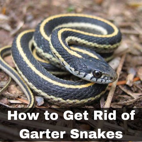 There are 30 species of garter snakes and many more subspecies, according to the integrated taxonomic information system. How to Get Rid of Garter Snakes Without Killing Them: 7 ...