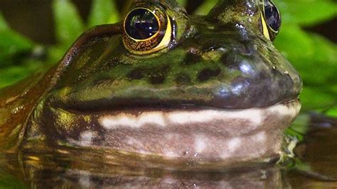 Check spelling or type a new query. 30++ Gambar Katak Raksasa - Gambar Tulisan