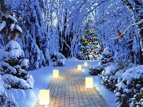 Pin By Patti Delgado On Winter Wonderland Christmas Tree Outside