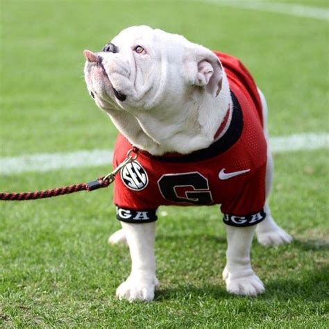 Georgia Bulldogs On Instagram This Good Boy Was Just Named College