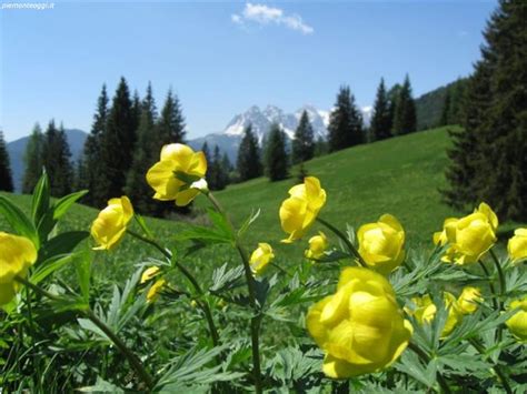 Ecco 3 fiori primaverili di montagna che annunciano la primavera! Nomi Fiori Di Montagna : Album Fotografico E Descrittivo Dei Fiori Spontanei La Flora Spontanea ...