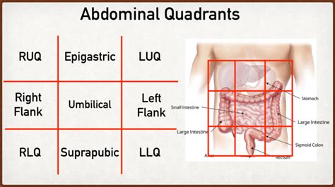 Abdominal Pain Causes By Location Stomach Anatomy And Quadrants