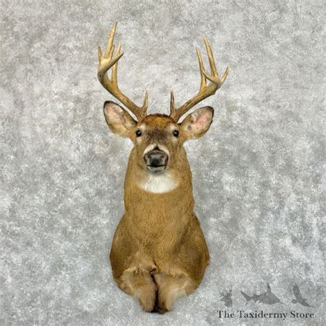 Whitetail Deer Shoulder Mount For Sale 29046 The Taxidermy Store