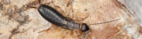 Do Earwigs Bite Or Pinch People Premium Termite And Pest Control