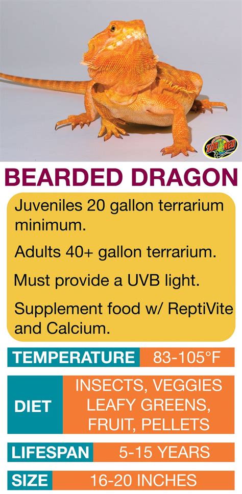 Printable Bearded Dragon Care Sheet Printable Words Worksheets