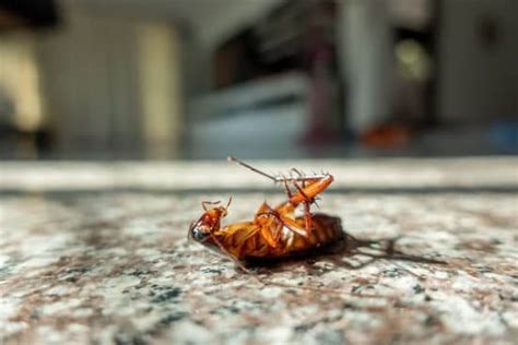 How To Eliminate Cockroaches From Your Perth Home