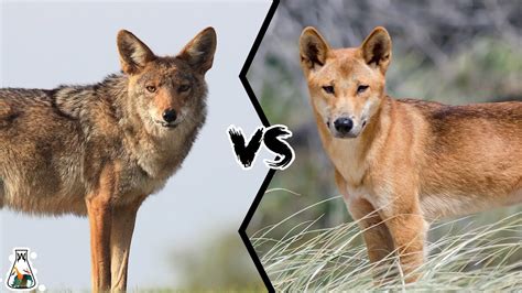 Coyote Vs Dingo Who Would Win A Fight Youtube