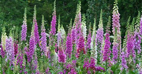 How To Grow Foxglove In North Texas Step By Step