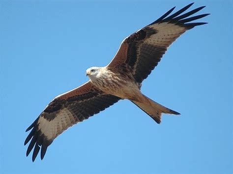 Niet verwonderlijk dus dat de rode wouw door de zwarte kraaien niet graag gezien wordt en in de lucht aangevallen wordt. Rode Wouw/ Red Kite - YouTube