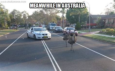 Meanwhile In Australia Emu Herding Meanwhile In Australia