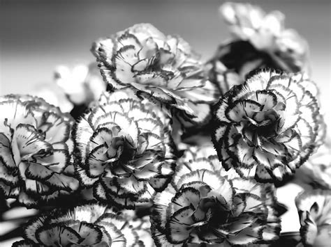 Carnations In Black And White Photograph By Theresa Campbell Pixels