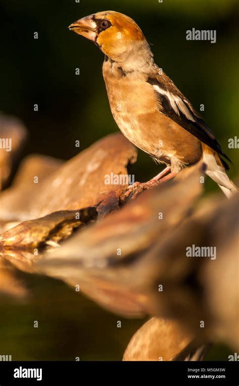 Male And Female Hawfinch Hi Res Stock Photography And Images Alamy