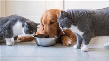 Dogs and cats are completely separate animals with their own nutritional needs that need to be met in their food. 3 Reasons Your Dog and Cat Shouldn't Share Their Food