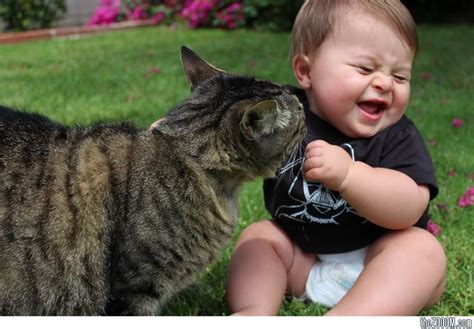 Hal Yang Dirasakan Oleh Cowok Jomblo Pecinta Kucing Apakah Kamu Termasuk Arena Kucing