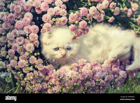 Cute Little Kitten Hiding In Flowers On The Lawn Stock Photo Alamy