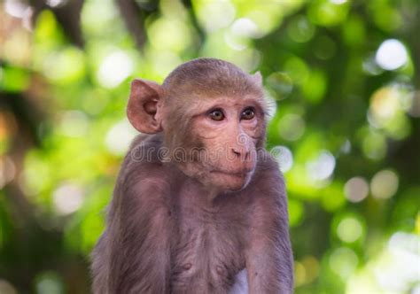 The Rhesus Macaque Monkey Looking At At A Distance Very Curiously Stock