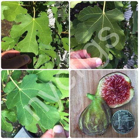 There are 271 smith fig for sale on etsy, and they cost $25.49 on average. FigBid - Online Auctions of Fig Trees, Fig Cuttings ...