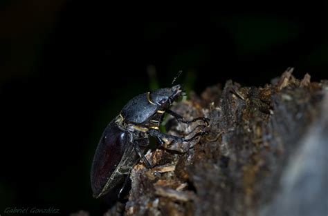 無料画像 自然 写真 葉 野生動物 昆虫 動物相 無脊椎動物 閉じる ナチュラレザ タムロン90mm 甲虫 Ggl1