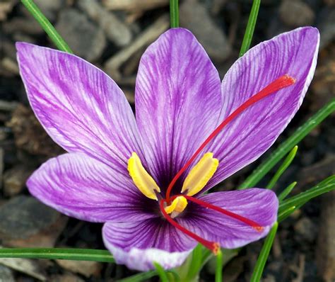 Saffron Crocus Flower Hd Wallpapers Download Free Hd