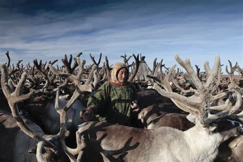 Reindeer Migration The Life Of The Fascinating Nomadic Nenets