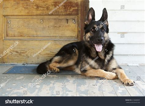 German Shepherd Guide Dog In Training On The Lying On The Front Porch