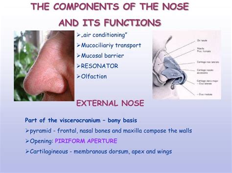 Ppt Nasal Cavity Paranasal Sinuses Powerpoint Presentation Id3044685