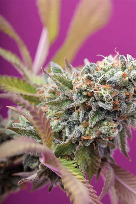 The Top 10 Strains Of 2016 High Times