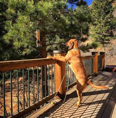 14 Pictures Only Bloodhound Owners Will Think Are Funny The Dogman
