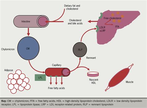 Diagram Metabolic Pathways Diagram With Cholesterol Mydiagramonline